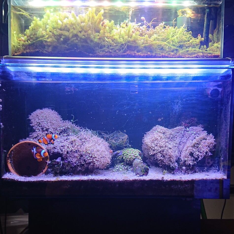 海水魚のカバー写真