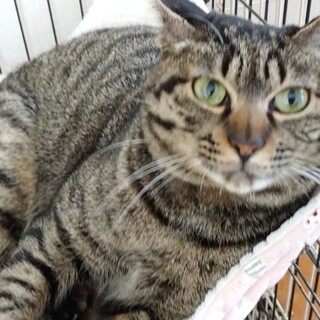 しっぽの長～い甘えん坊くん！