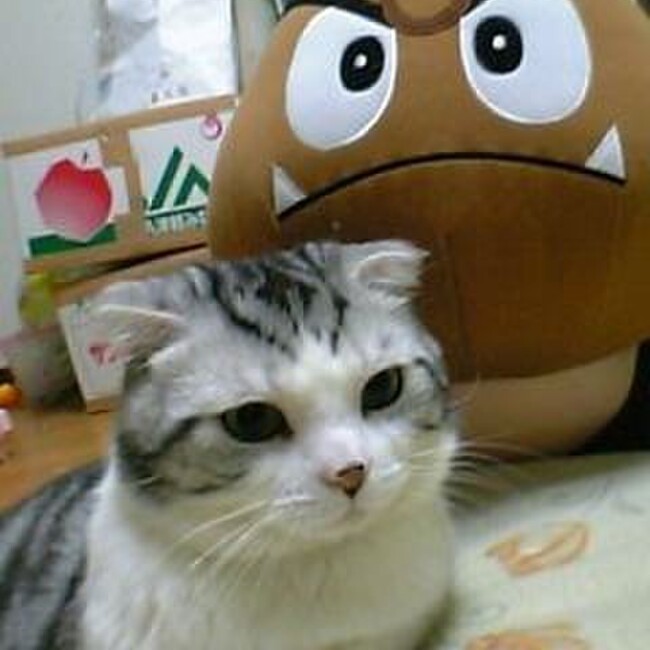 ひーこひこのカバー写真