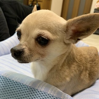 人とハウスが大好き！可憐な女の子すみれちゃん♡