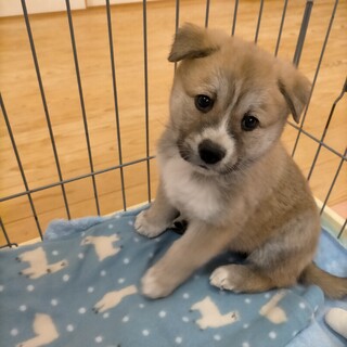 内弁慶な甘えん坊ポテト☆2ヶ月　男の子