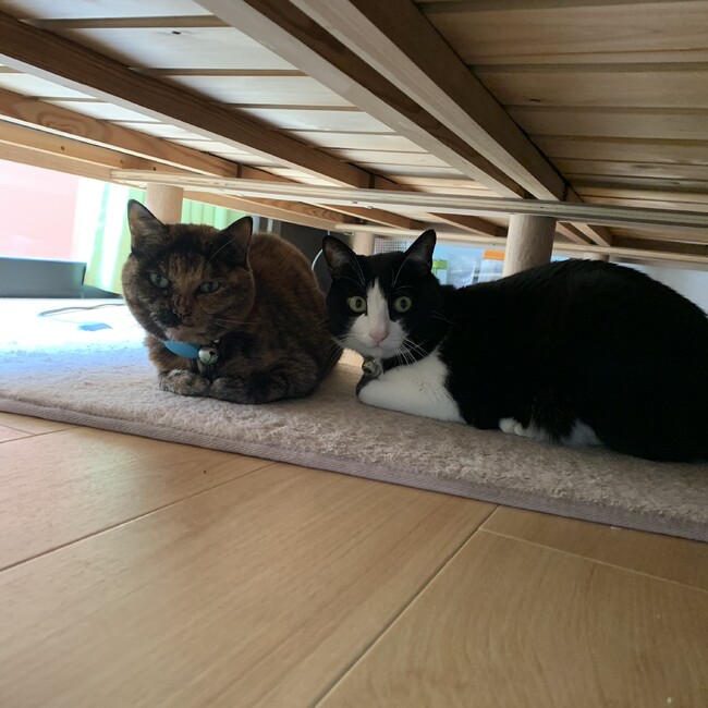 じゃまたののカバー写真