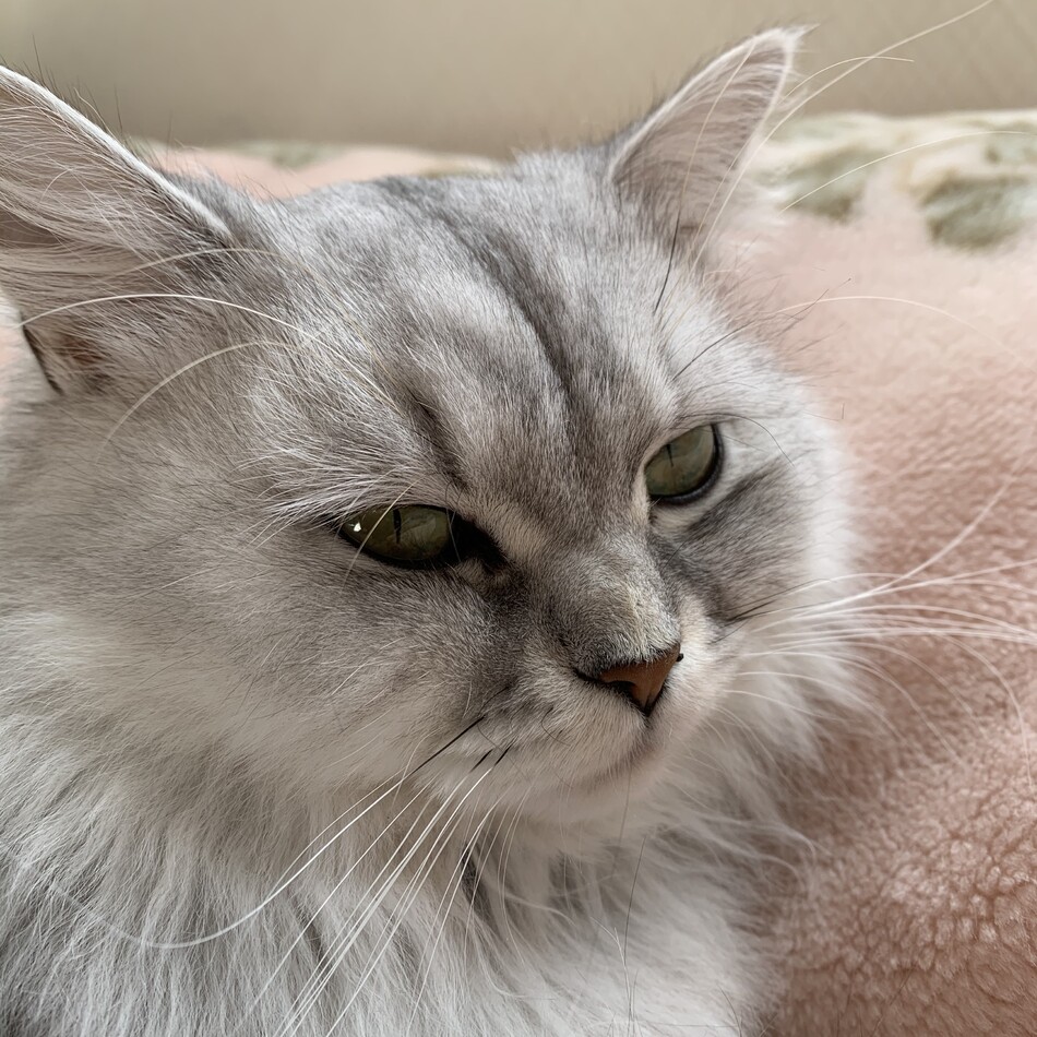 elsaのカバー写真