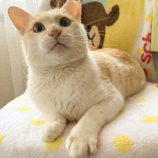 地域猫出身、人が大好き⭐️ちくわくん
