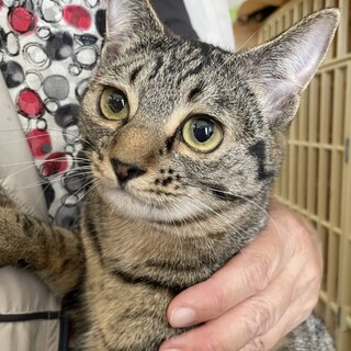 小柄でかまってもらうの大好き❤️あーちゃん