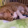 甘えん坊な男の子ラムくん4才 サムネイル3
