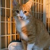 甘えん坊な男の子ラムくん4才 サムネイル4