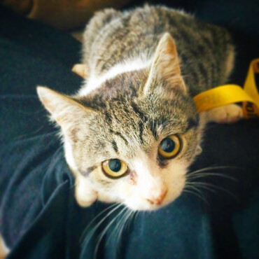 保護子猫のサバシロちゃんべったりにゃんです。