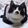 ごちゅけ