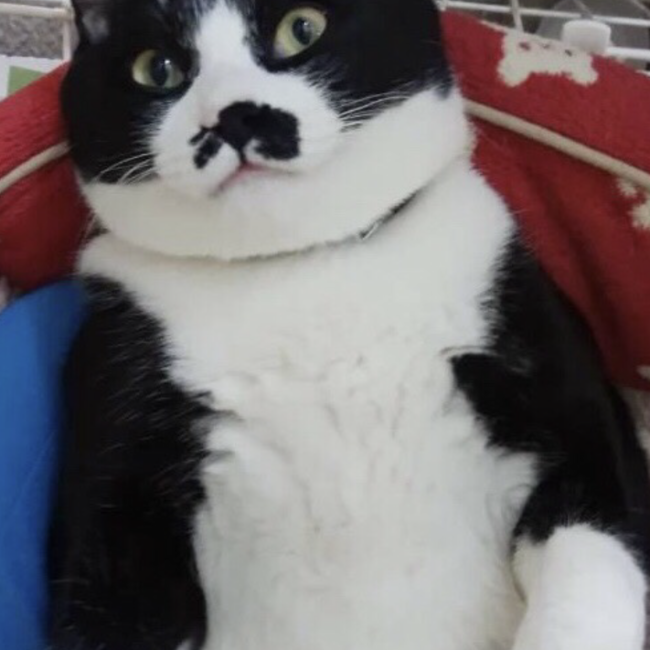 ごちゅけのカバー写真