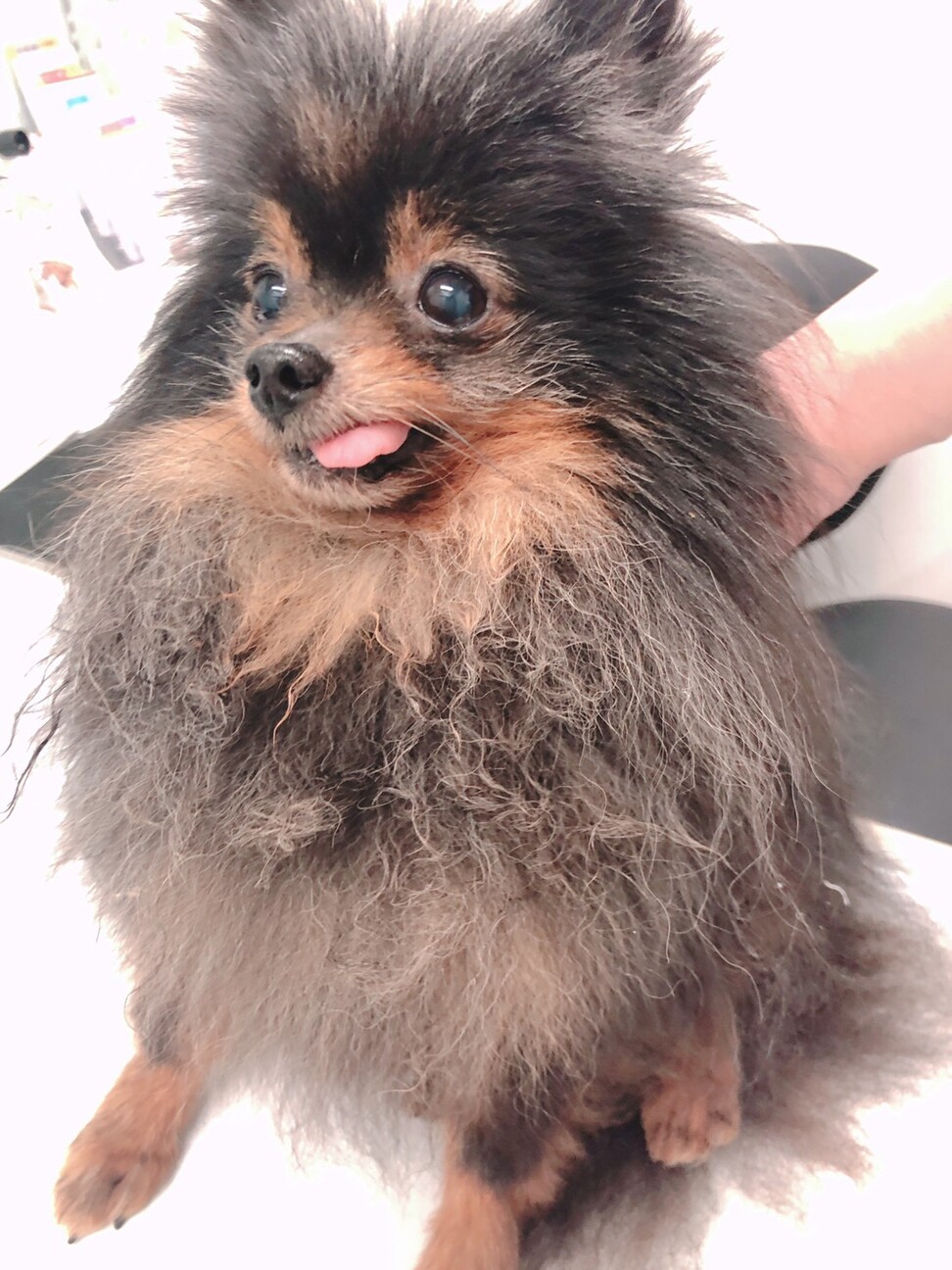 人懐っこい黒茶ポメラニア 大阪府 犬の里親募集 ペットのおうち 月間利用者150万人