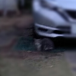 やえちゃん里親決定！とご新規様登場。