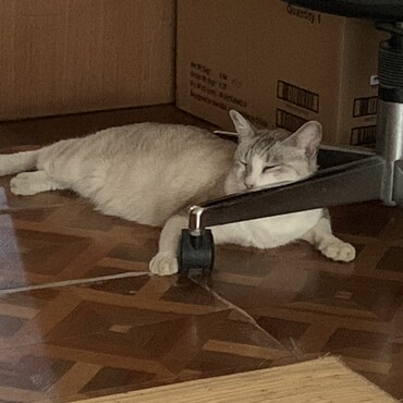 涼しい椅子の脚