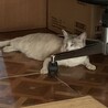涼しい椅子の脚
