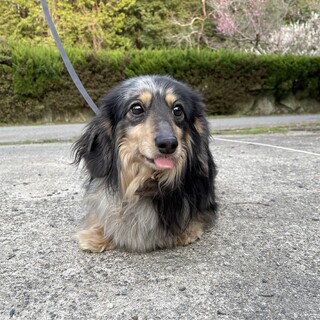 ダックスの男の子(一旦停止)