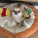 応募多数のため一旦停止チワワ　里親募集