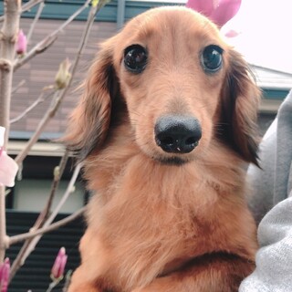 カニヘンダックス女の子1歳半くらい