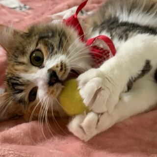 長毛、美人三毛