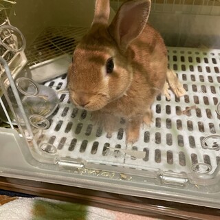 ミニウサギ 大人しい男の子です