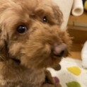 トイプードル　オス4歳の里親募集します