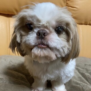 尾っぽをフリフリ〜☆穏やかボーイのロランくん