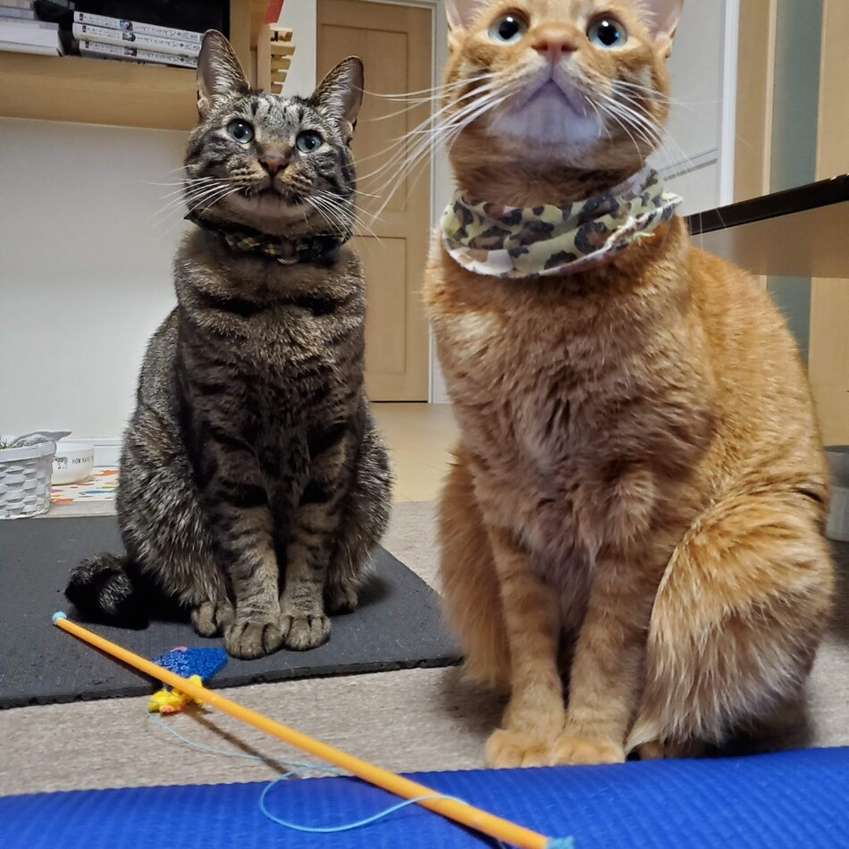 ランのカバー写真