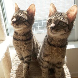 ねこの譲渡会＠犬山市福祉活動センター