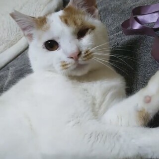 性格花丸☆片目のシロくん