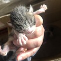 交渉中につき一旦募集停止/産まれて間もない子猫です