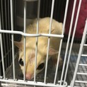 フクロモモンガ　男の子