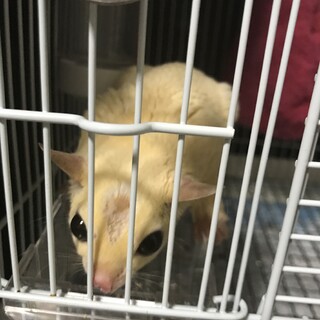 フクロモモンガ　男の子