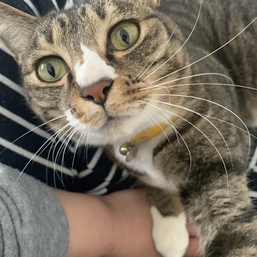 やっほ