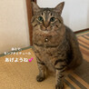 細く見える