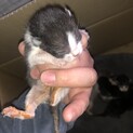 交渉中につき一旦募集停止/産まれて間もない子猫です