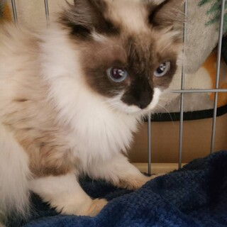 【3/21譲渡会】長毛ブルーアイちゃん
