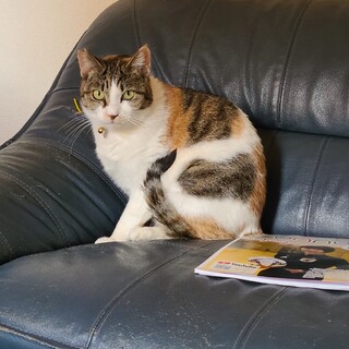 ★急募★成猫メス約１歳半　はなまる