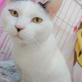 おばあちゃん達にお外で大事にされた男の子「モー君」