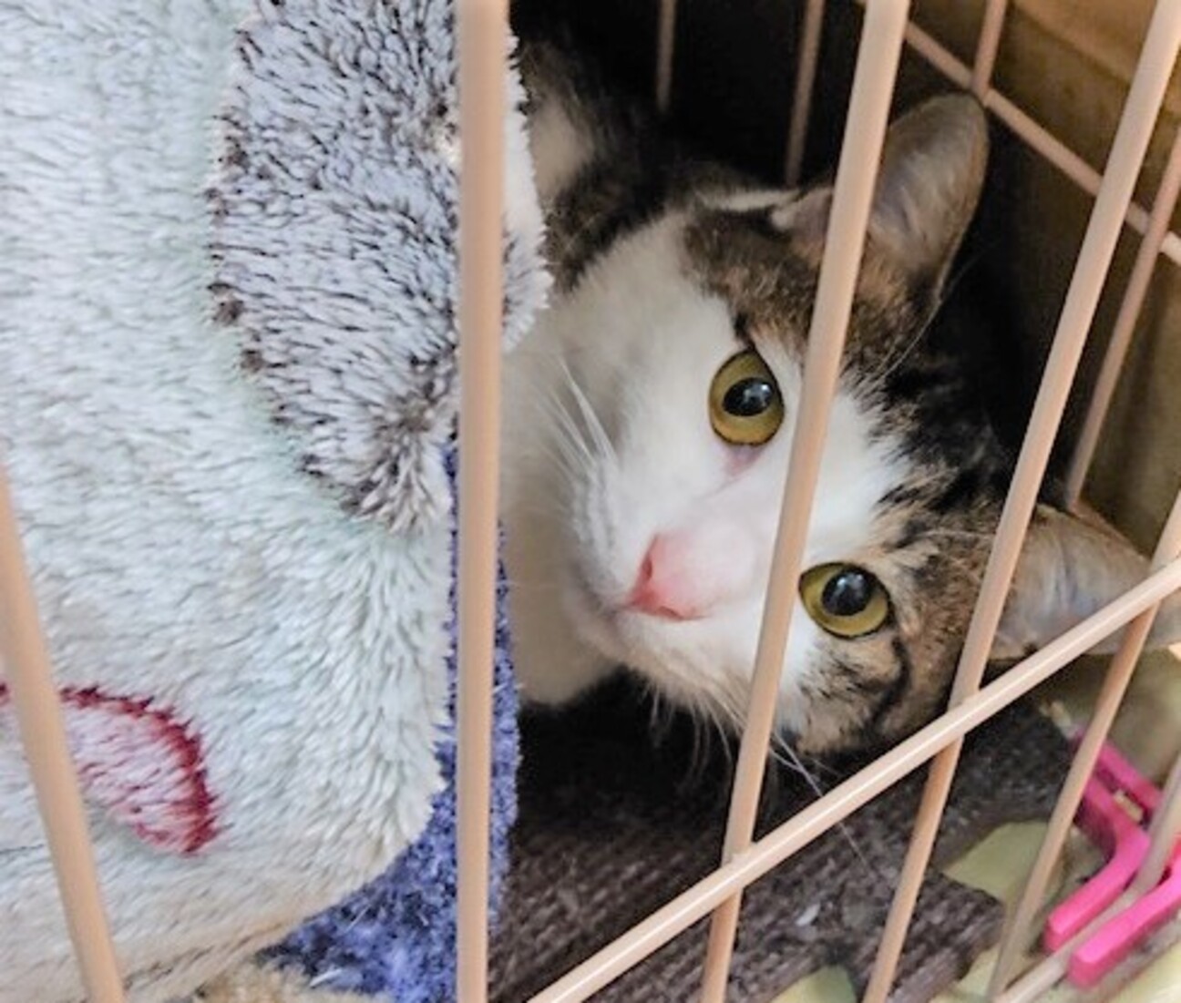 甘えたのゴロすりな女の子 大阪府 猫の里親募集 ペットのおうち 月間利用者150万人