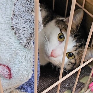 甘えたのゴロすりな女の子「ポポロンちゃん」