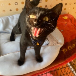 生後10ヶ月の元気な男の子☆くろみつくん