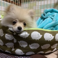 れお