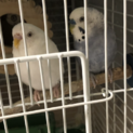 セキセイインコ青、白2羽　里親募集中です！