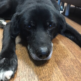 ランディ14歳トライアルです