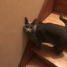 はやかわよしあき