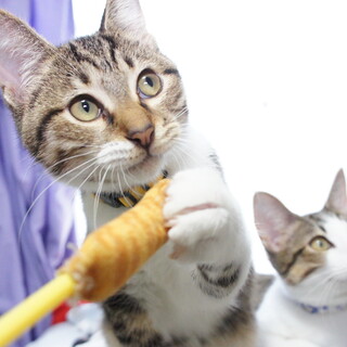 のんびり屋のドルチェくん、６ヶ月の男の子です。