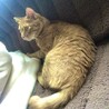 ふわふわ被毛の優しい男の子 サムネイル3