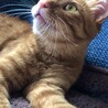 ふわふわ被毛の優しい男の子 サムネイル7