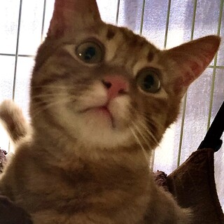 ふわふわ被毛の優しい男の子