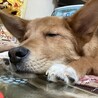 の写真