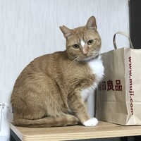 ロン